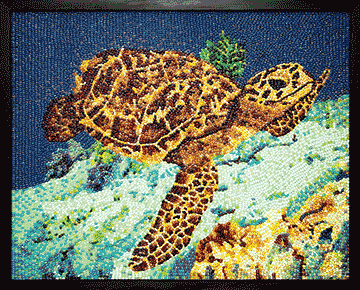 Hawksbill Sea Turtle